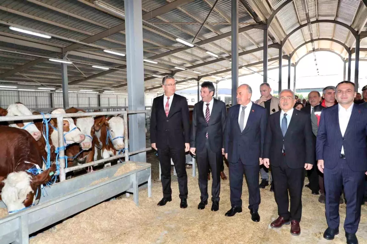 Ordu’da Üreticilere Gebe Düve Dağıtıldı